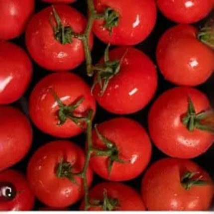 Tomatoes (5kg)