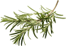 food-image-rosemary-opt